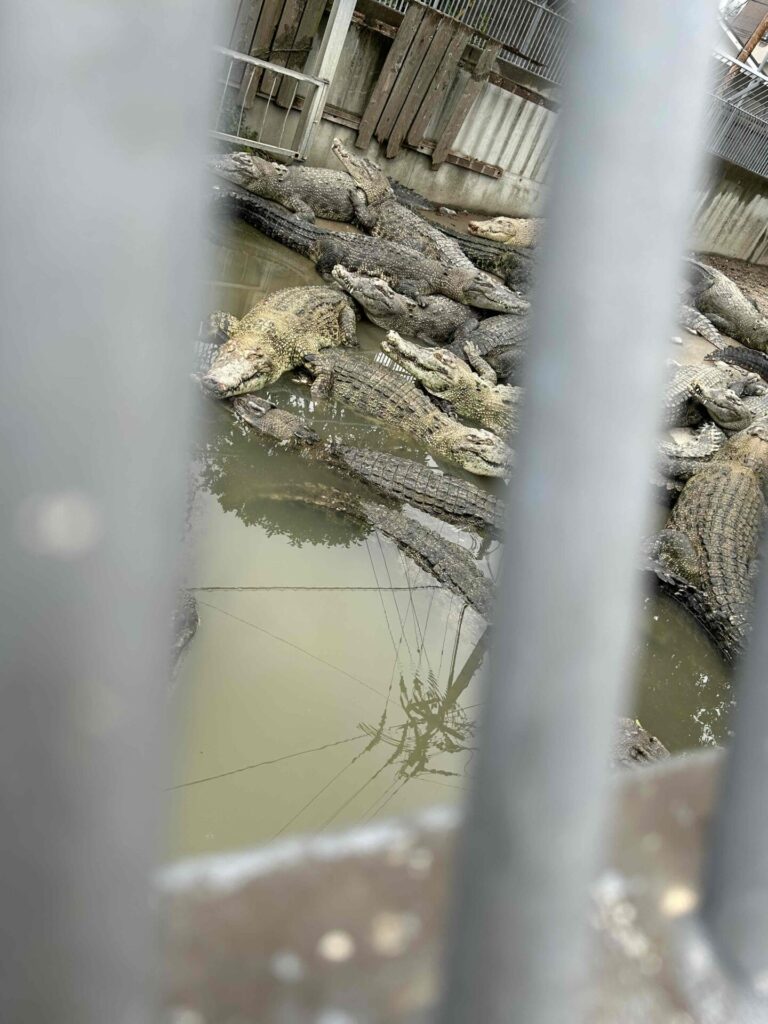 鬼山地獄 ワニ